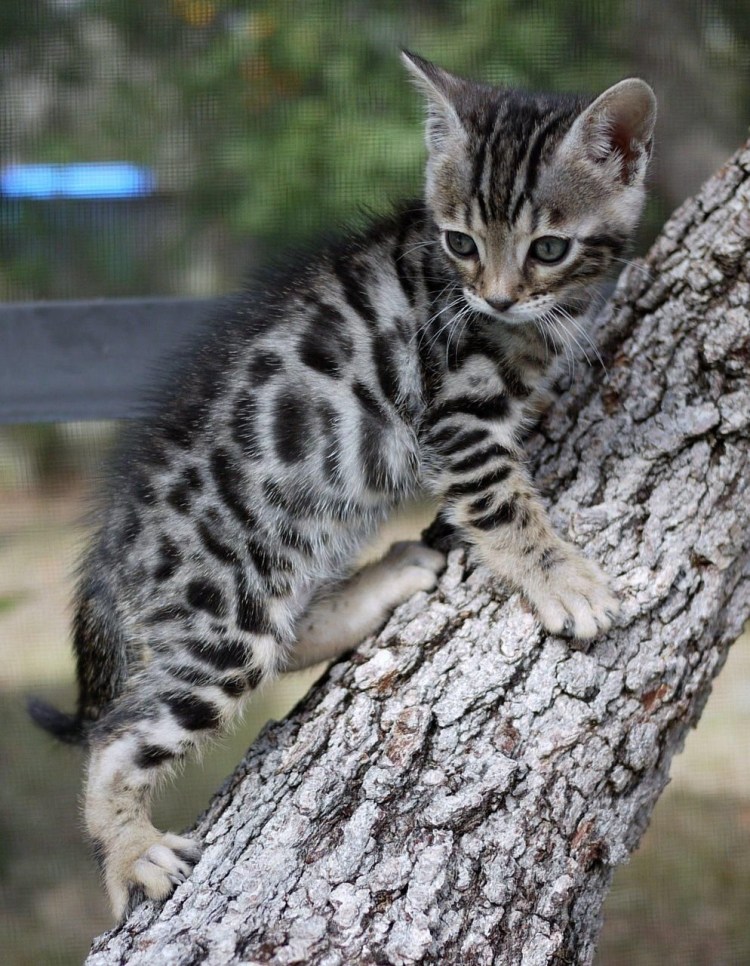 Бенгальская кошка