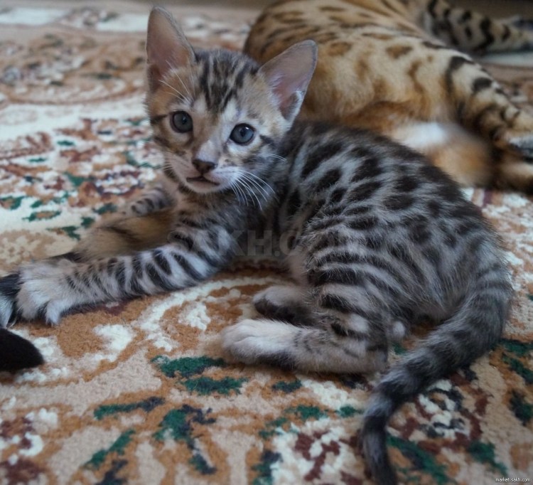 Серебристый бенгал