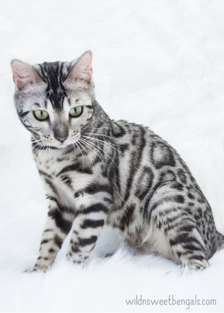 Сильвер бенгал кошка