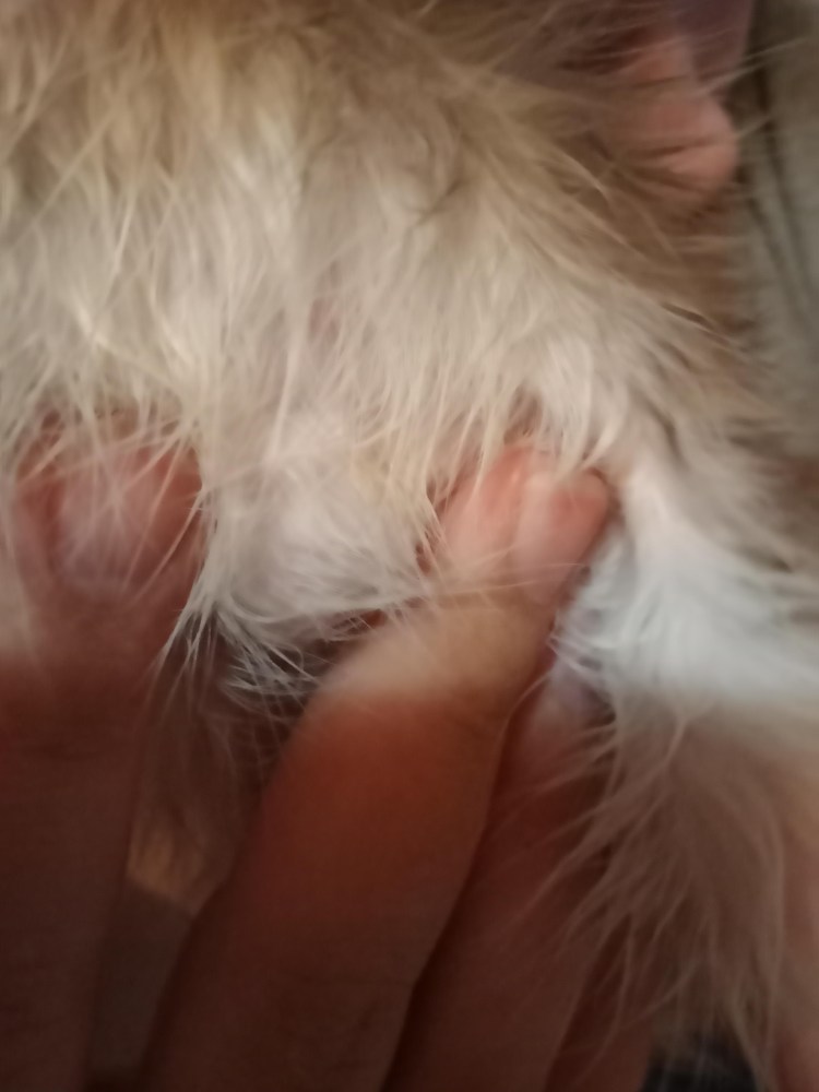 Беремменная кошка сфинкс