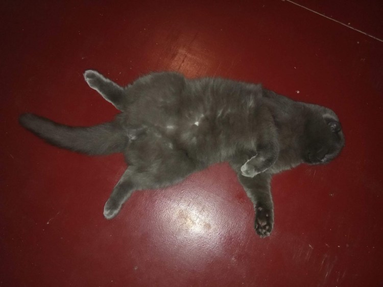 Коричневые пятна у кота на животе