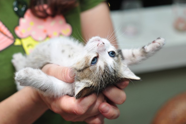 Котик полосатый животик