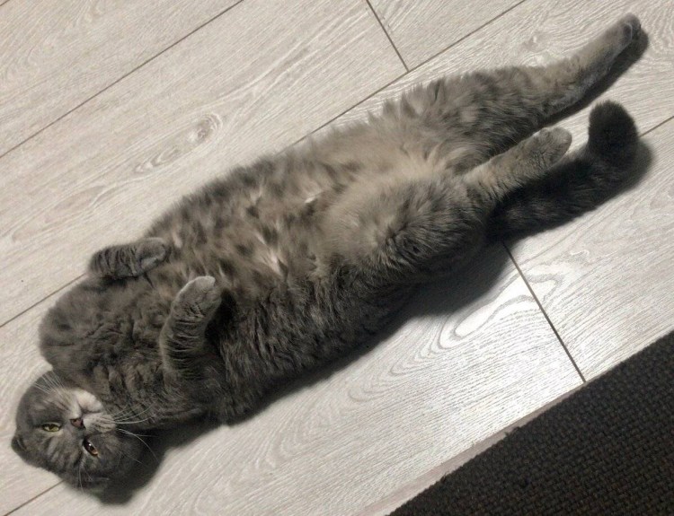 Стерилизация кошки шов