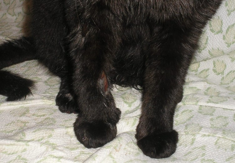 У вислоухой кошки отнялись задние лапы причины как лечить