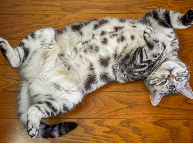 Беременность у кошек Продолжительность