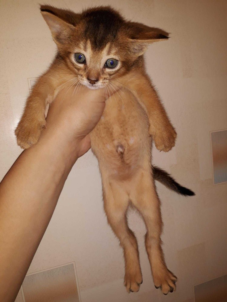 Сирингоэпителиома у кота