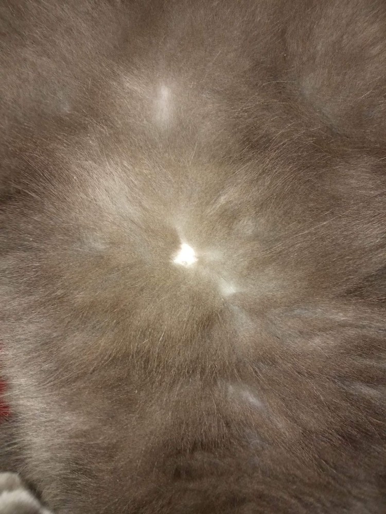 Кошка лежит сбоку