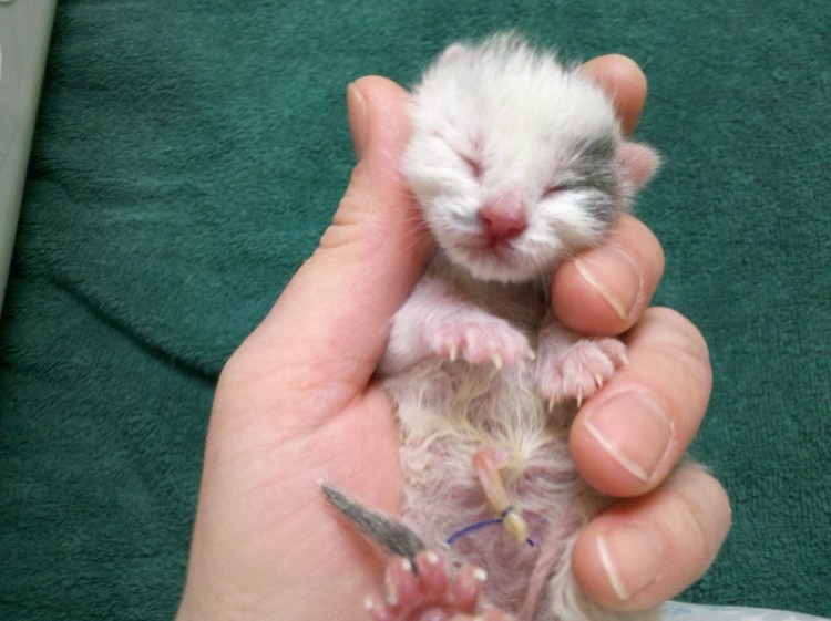 Пол новорожденного котенка