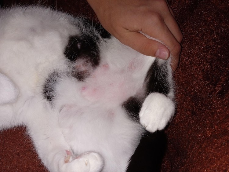 Операция у кота при мочекаменной болезни