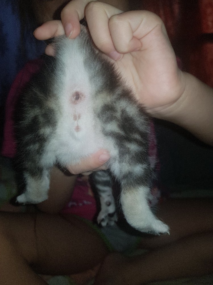 Живот у британских кошек