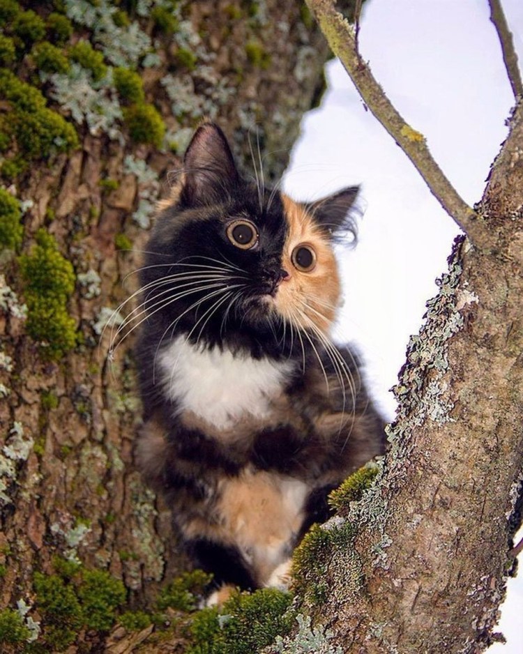 Экзотическая короткошерстная кошка табби Ван