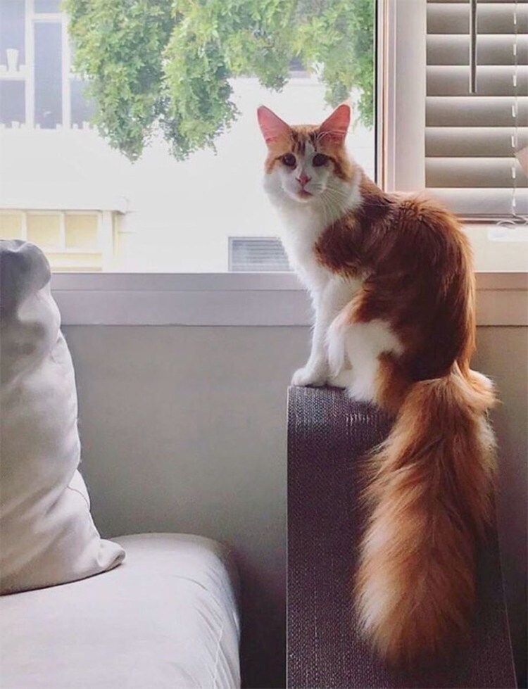 Необычные коты