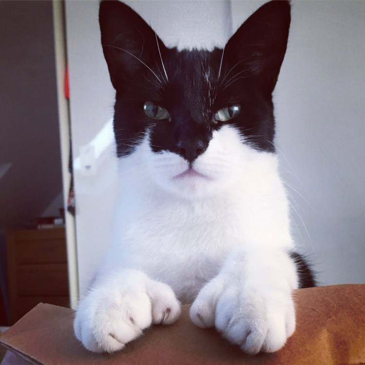 Двуликая кошка Венера