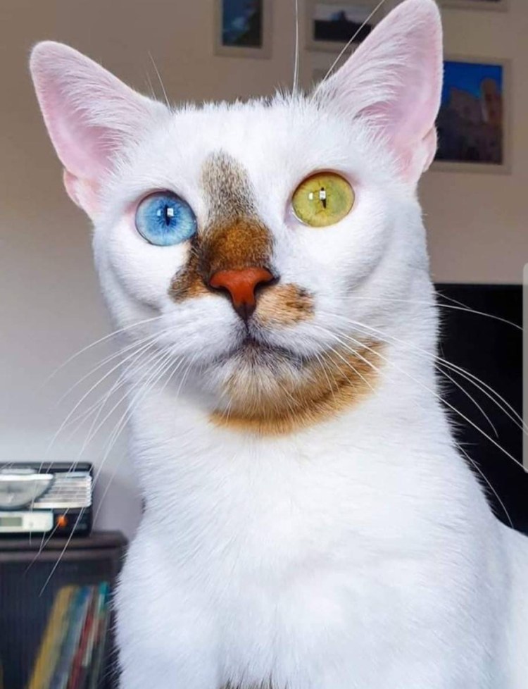 Необычные котята