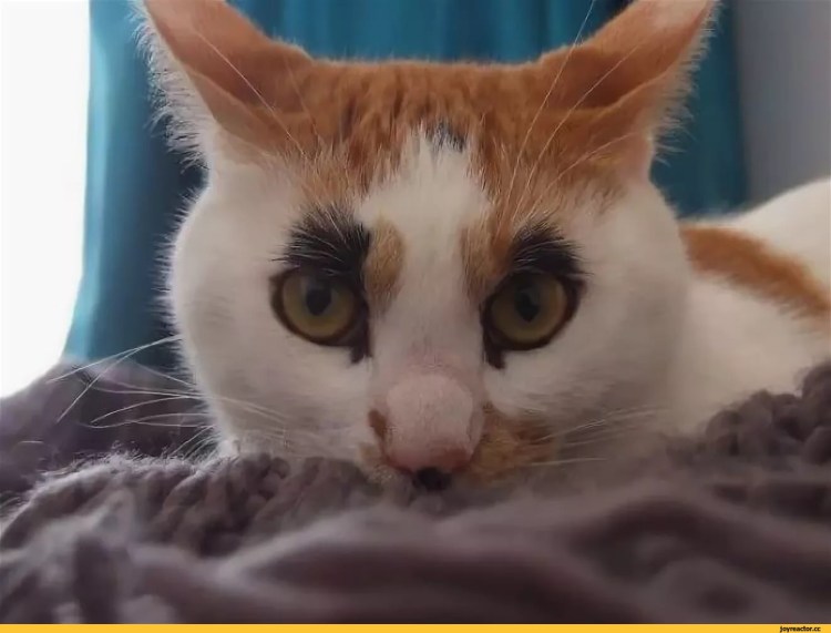 Химера кот Нарния