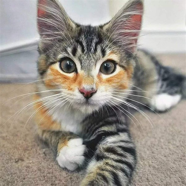 Необычные окрасы кошек