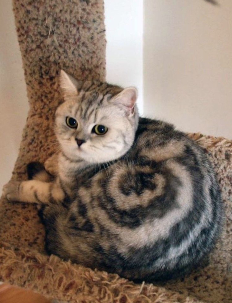 Интересные коты