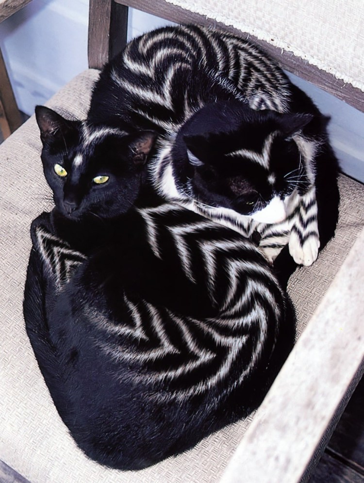 Трехцветный кот