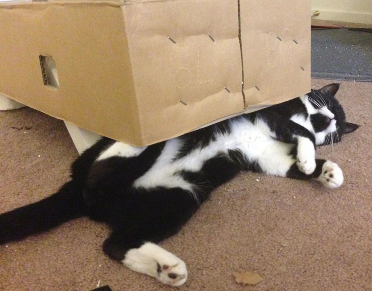 Смешные расцветки кошек