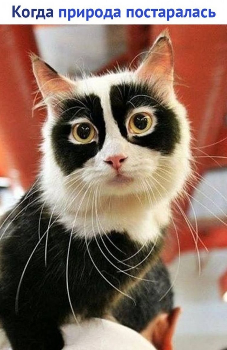 Необычные расцветки кошек