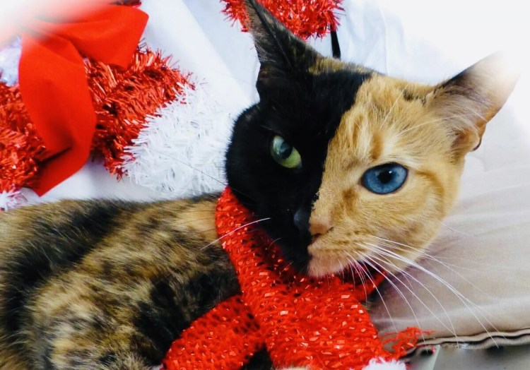 Необычные расцветки кошек