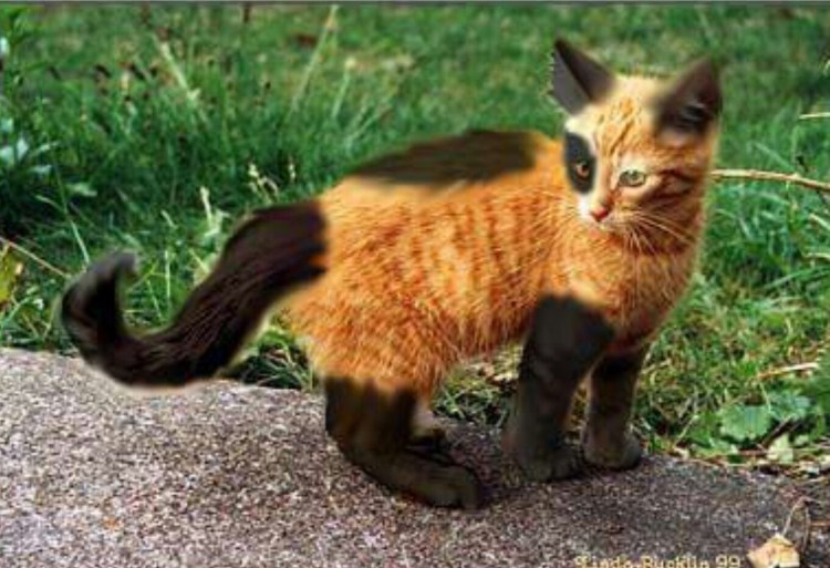 Странные коты