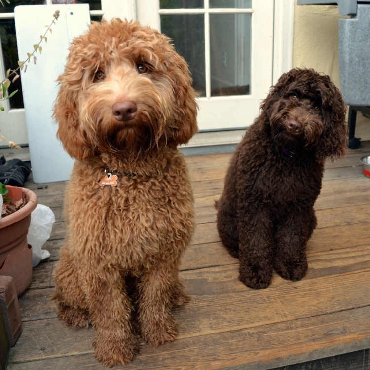 Австралийский лабрадудель