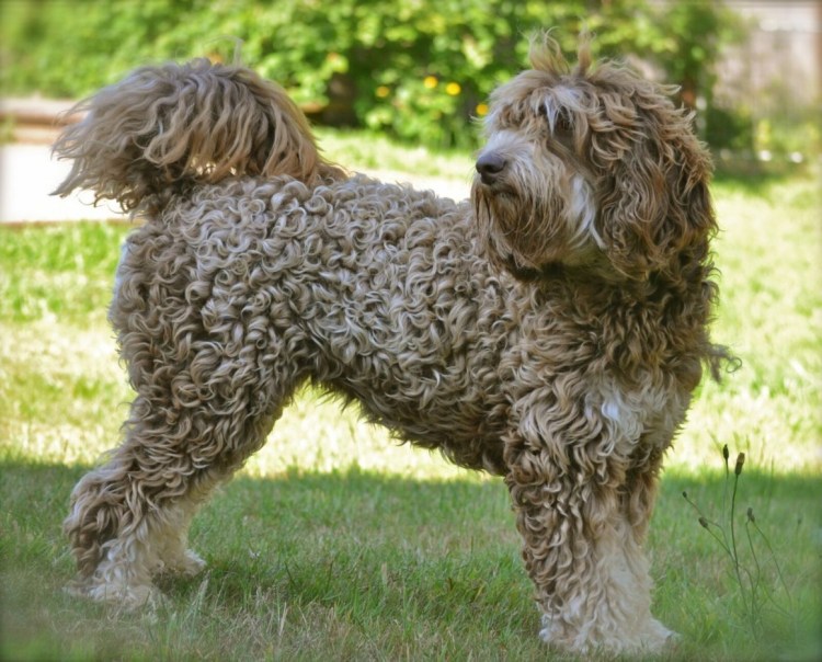 Порода лабрадудель