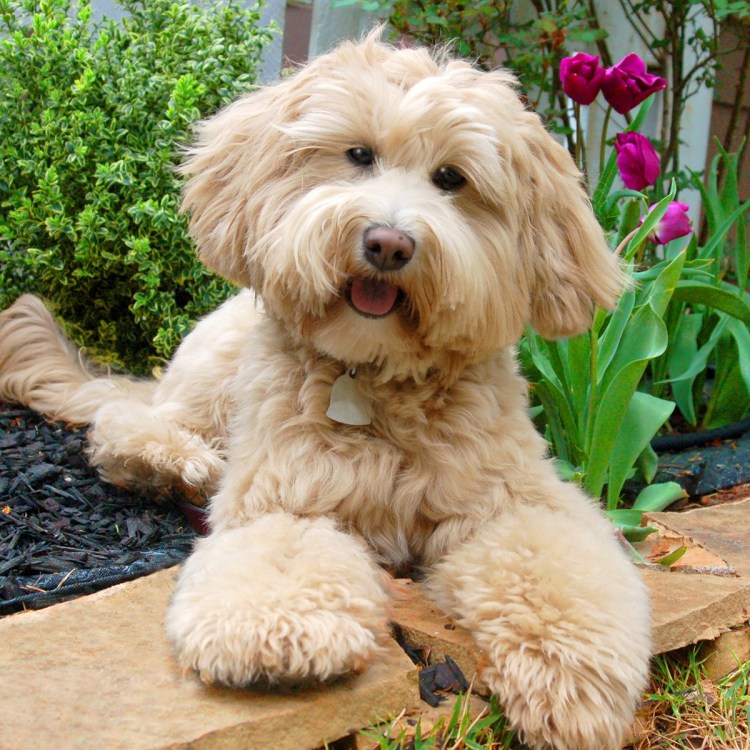 Лабрадудель и пудель