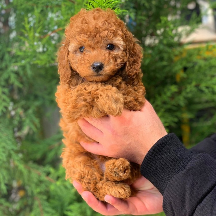 Австралийский лабрадудель Рейган.