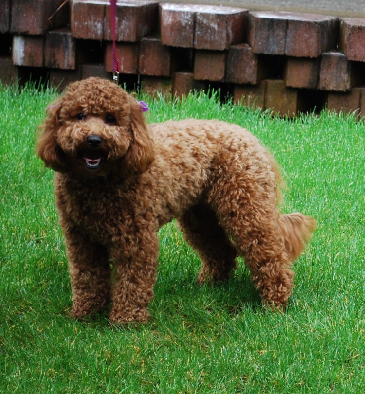 Лабрадудль карликовый