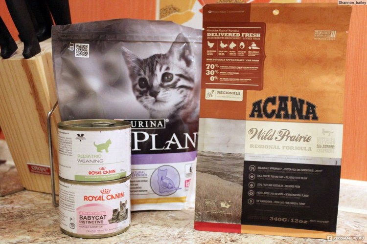 Корма для кошек холистик класса