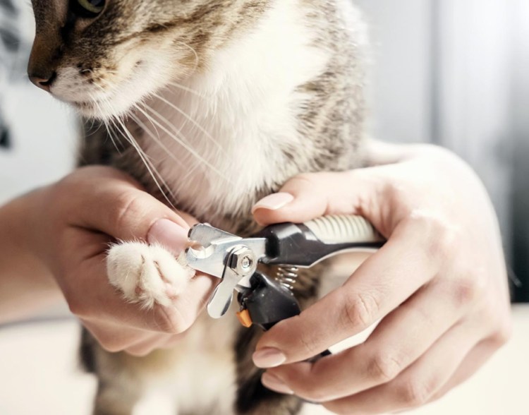 Подрезание когтей у кошек