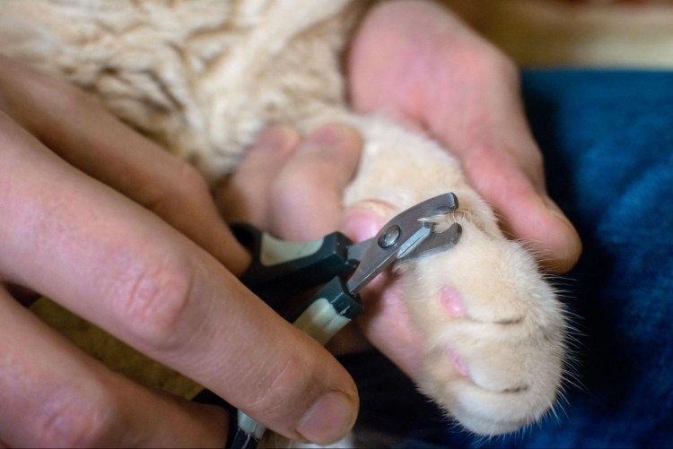 Правильная стрижка ногтей.кошек