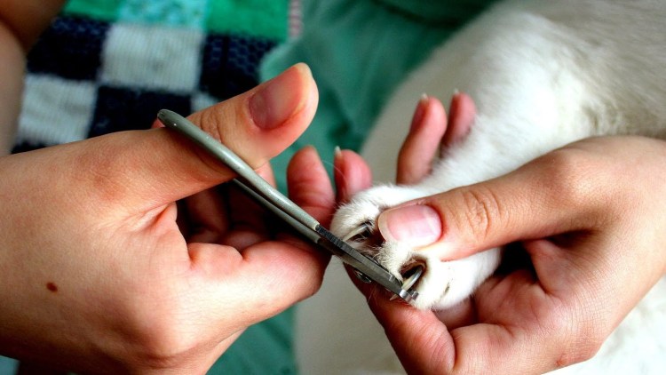 Сумка для кота для стрижки когтей