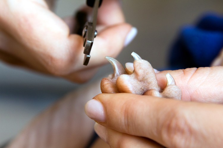 Стрижка когтей