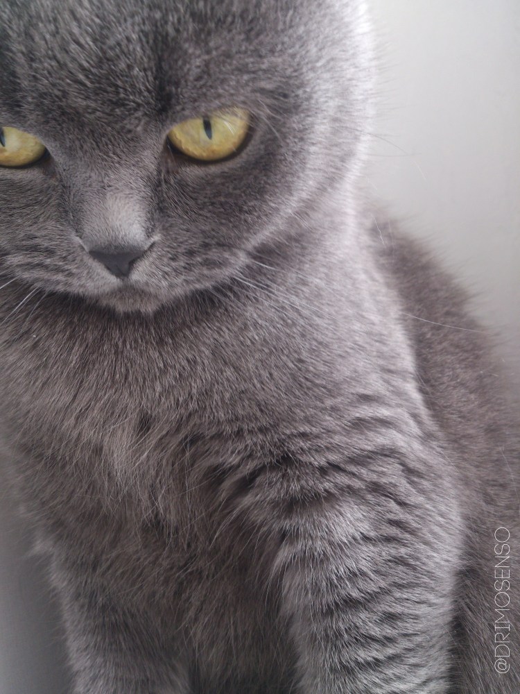 Вислоухий шотландец