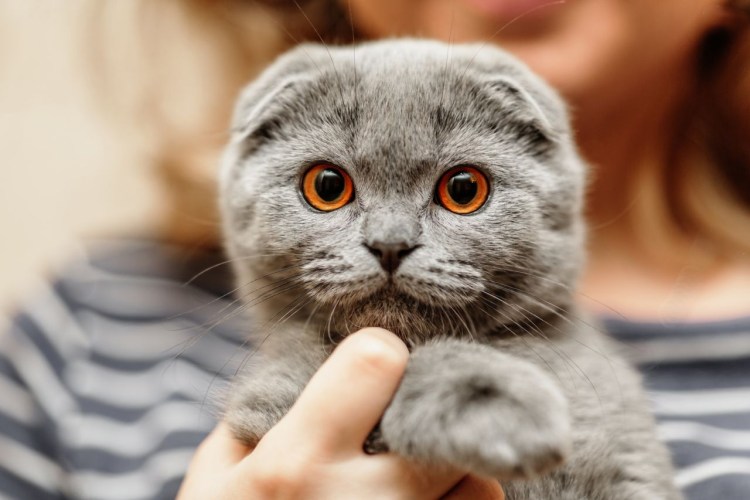 Шотландский вислоухий кот серый