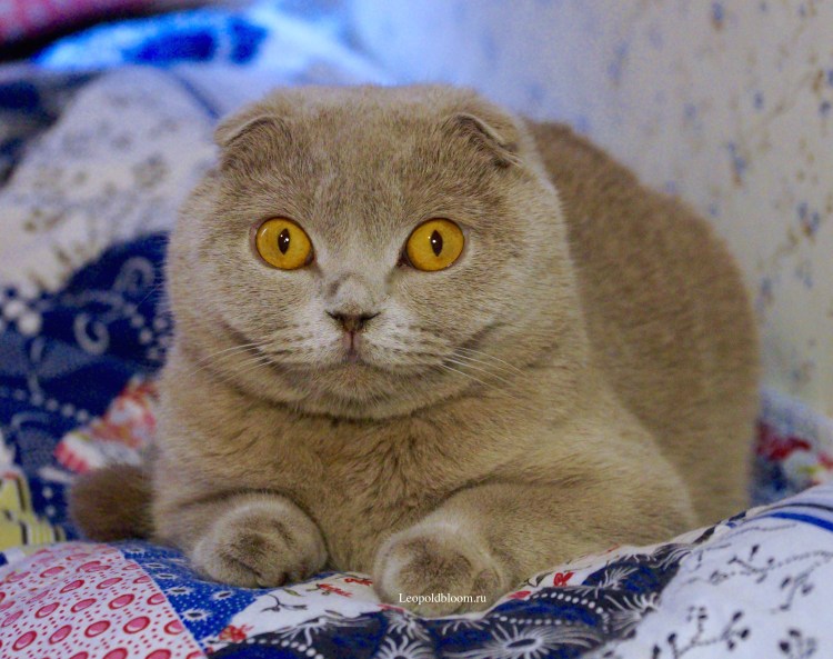 Скоттиш фолд британец вислоухий