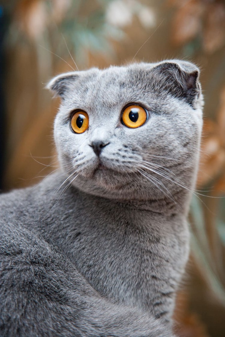 Скоттиш фолд британец вислоухий