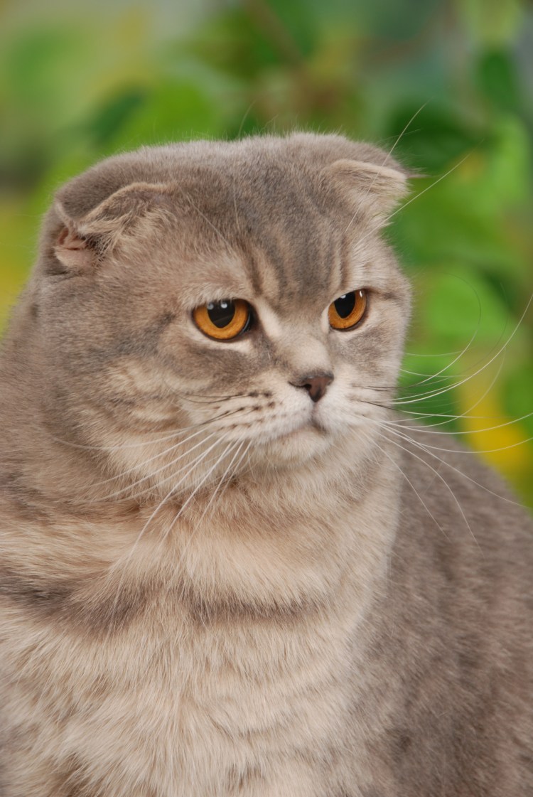 Шотландская вислоухая кошка фолд