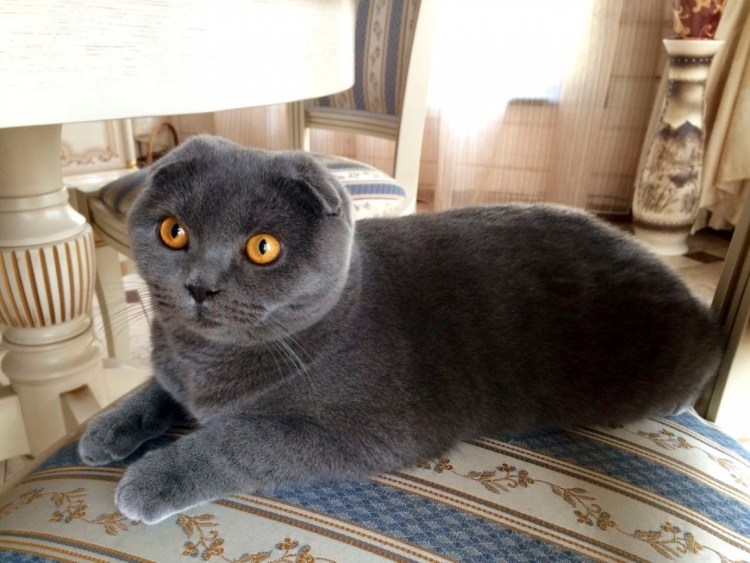 Голубой британец кот вислоухий