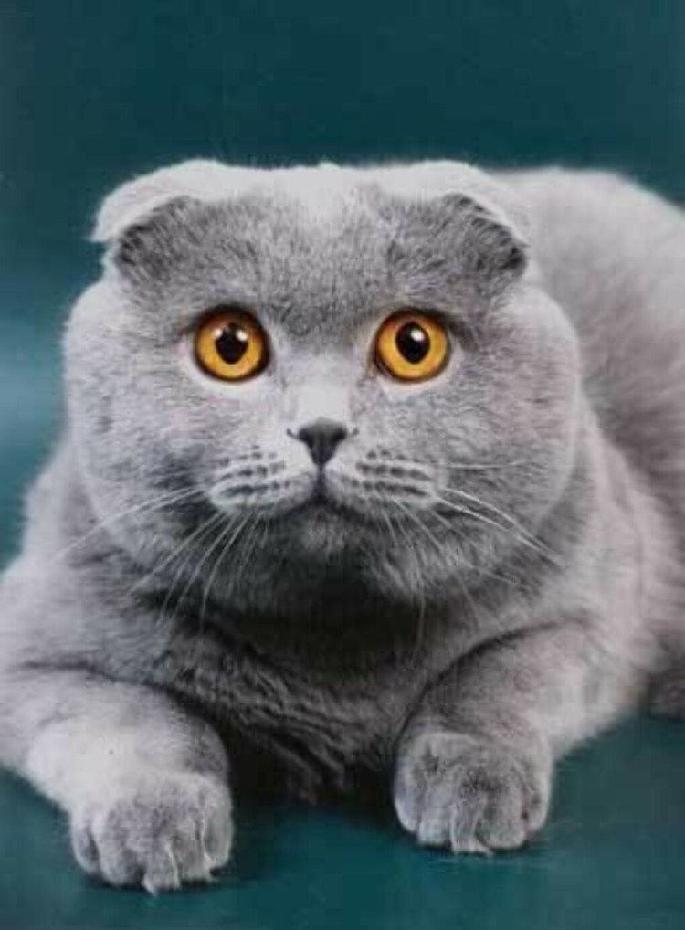 Ирландский вислоухий кот