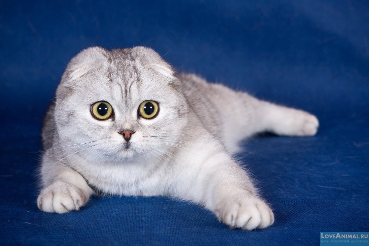 Шотландская кошка скоттиш фолд