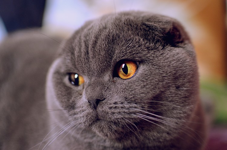 Шотландский скоттиш фолд серый