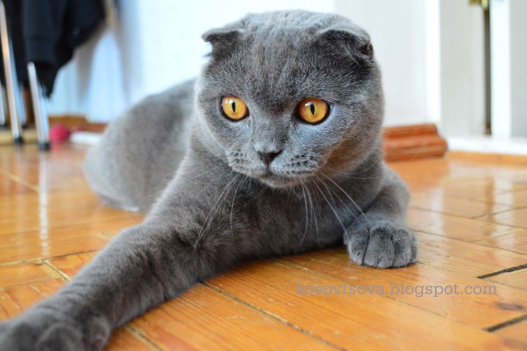 Шотландские вислоухие коты