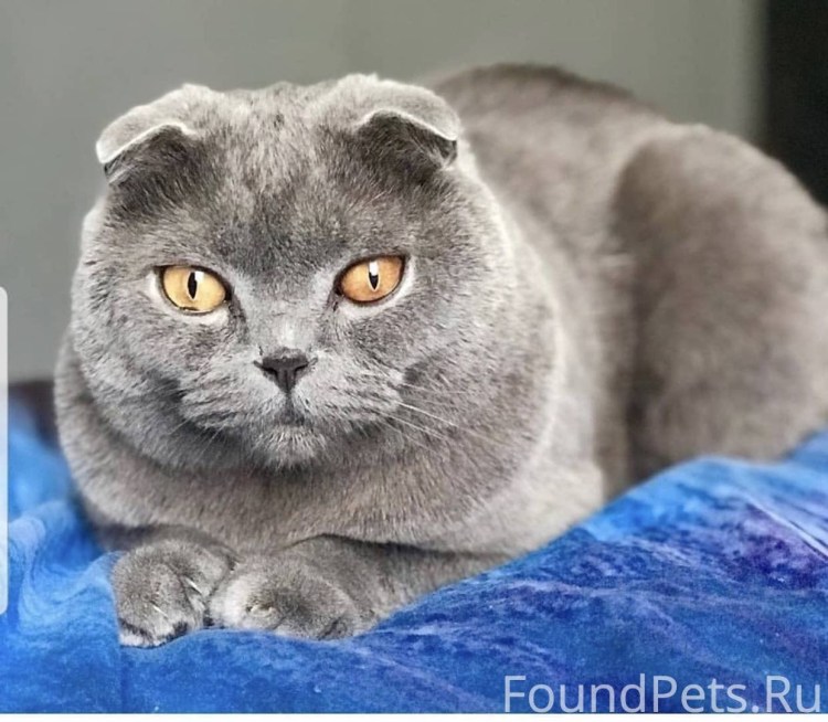 Кошки вислоухие шотландцы