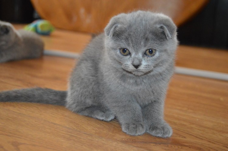 Шотландские вислоухие коты