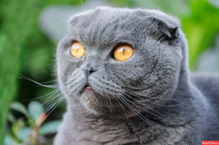 Шотландский кот скоттиш фолд