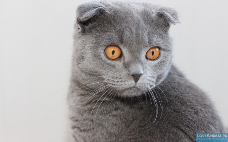 Шотландский вислоухий кот серый